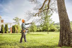 How Our Tree Care Process Works  in  Los Osos, CA