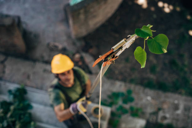 Tree Care Services